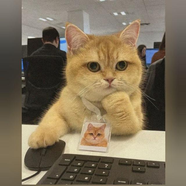 Moezeh